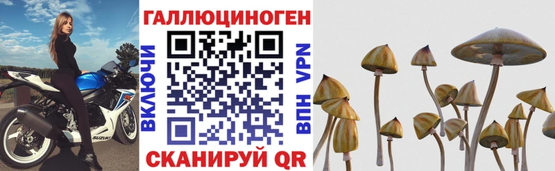 KRAKEN вход  Знаменск  Галлюциногенные грибы Psilocybe 
